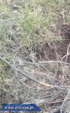 Pozostawił sukę przywiązaną do drzewa. Odpowie za znęcanie się nad zwierzętami