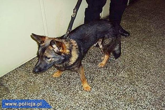Trzebnica: Pies do wykrywania narkotyków w szeregach miejscowej policji